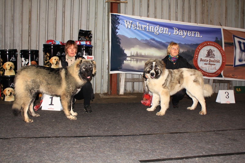 Rusguard club dog show 14.10.2012.